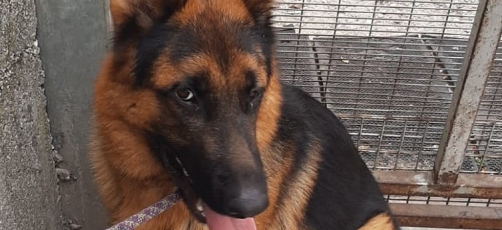 Sequestrato cucciolone di pastore tedesco legato in un piccolo recinto, ora cerca casa